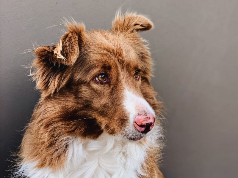 Can I Put Neosporin On My Dogs Ear